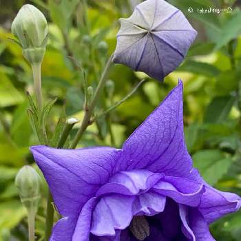 桔梗の蕾の投稿画像一覧 Greensnap グリーンスナップ