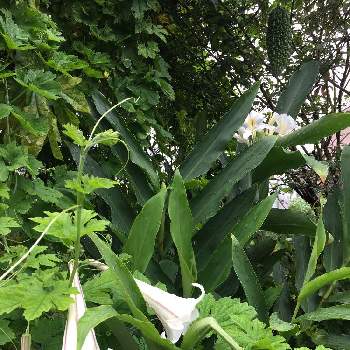 熱帯の花の投稿画像一覧 Greensnap グリーンスナップ