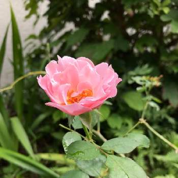 薔薇ダフネの画像 by グッチさん | 広い庭と薔薇ダフネと薔薇の花と可愛いピンクのお花とおうち園芸