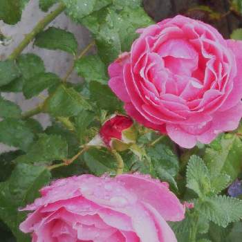 バラのある庭の画像 by フレンチトーストさん | エントランスとピンク色のバラとフリルのバラと玄関でお出迎えと楽しみ♡と緑のある暮らしと香りのあるバラとバラのある庭ときれい✨と玄関先