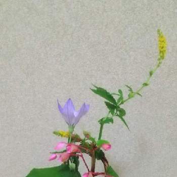 金水引の画像 by こまささん | 和室と金水引と秋海棠と桔梗（ききょう）と今日のお稽古の花です