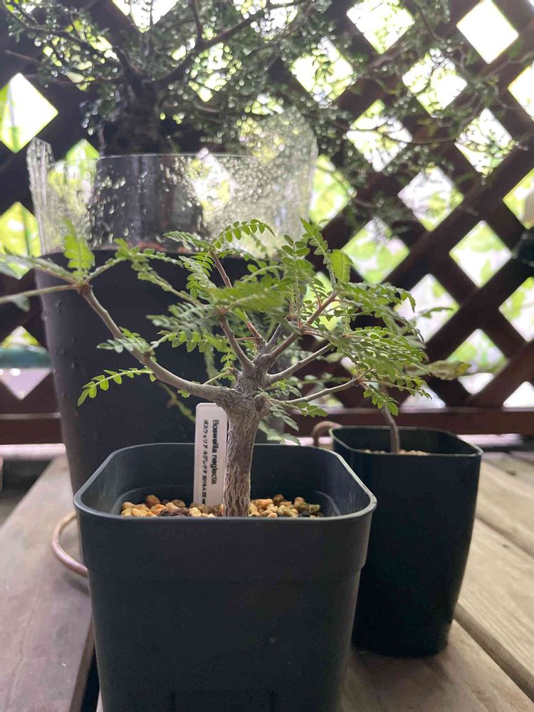 実生のボスウェリア｜🍀GreenSnap（グリーンスナップ） 