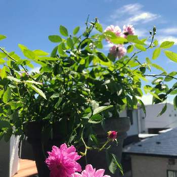 真夏日の画像 by カットニス♡さん | バルコニー/ベランダと真夏日と香りの良いバラと薔薇大好き