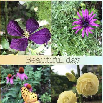 クレマチス エトワールバイオレットの投稿画像一覧 Greensnap グリーンスナップ