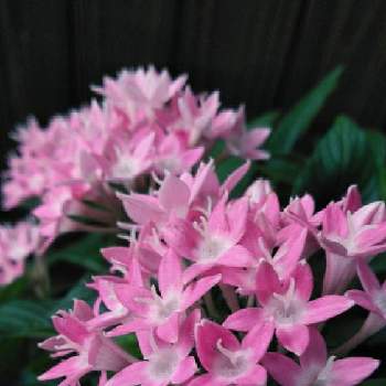 星型の花の投稿画像一覧 Greensnap グリーンスナップ