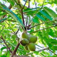クルミ 胡桃 の育て方 水やりや肥料の与え方は うまく栽培するコツは Greensnap グリーンスナップ クルミ 胡桃 の育て方 水やりや肥料の与え方は うまく栽培するコツは Greensnap グリーンスナップ