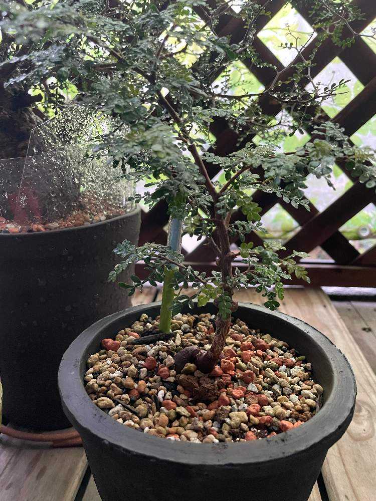 人気メーカー・ブランド 樣專用手作植木鉢 勝徳 特大サイズ 塊根植物 取り入れよ 検（ 鉢・プランター
