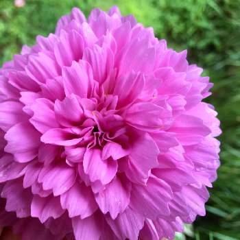 コスモス ダブルクリックの投稿画像一覧 Greensnap グリーンスナップ