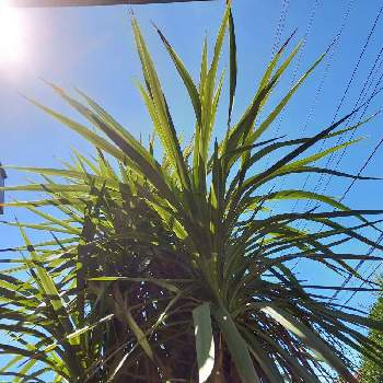 南国風の投稿画像一覧 Greensnap グリーンスナップ