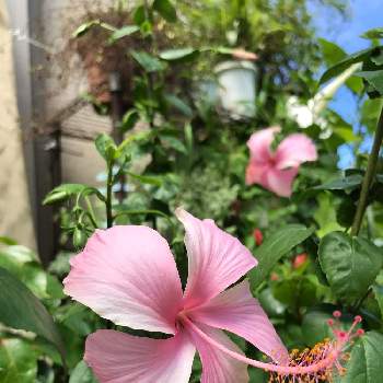 ハイビスカス ピンクバタフライの投稿画像一覧 Greensnap グリーンスナップ