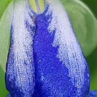 ツユクサ,大好きな花,風の中,ヒカリ,ちっちゃいものクラブの画像