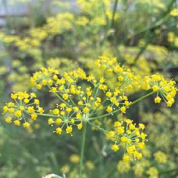 フェンネルの投稿画像一覧 Greensnap グリーンスナップ