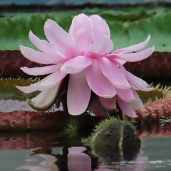 ⭐希少植物⭐ オオオニバスの子苗②