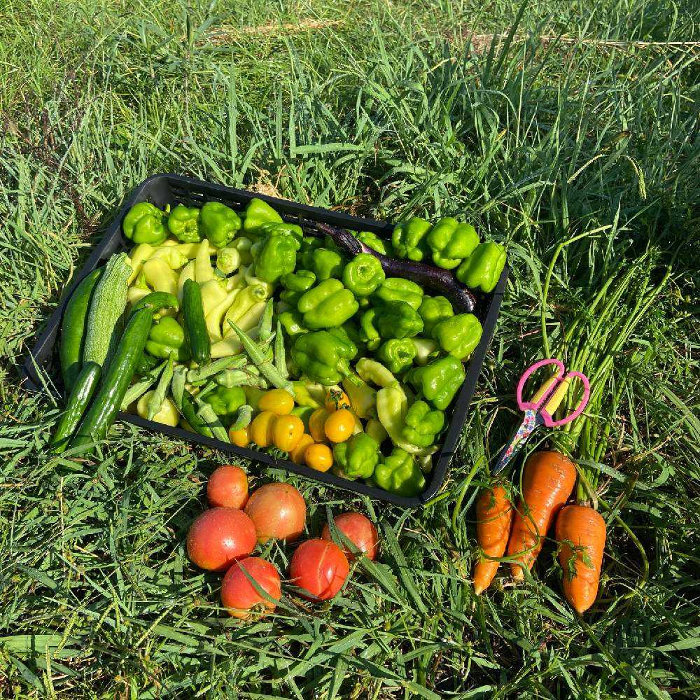 21メネデールで育てた夏野菜 モニター報告 Greensnap グリーンスナップ