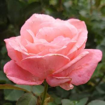 薔薇 プリンセスマサコの一覧 Greensnap グリーンスナップ