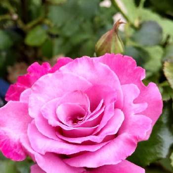 エンジェルフェイスの投稿画像一覧 Greensnap グリーンスナップ