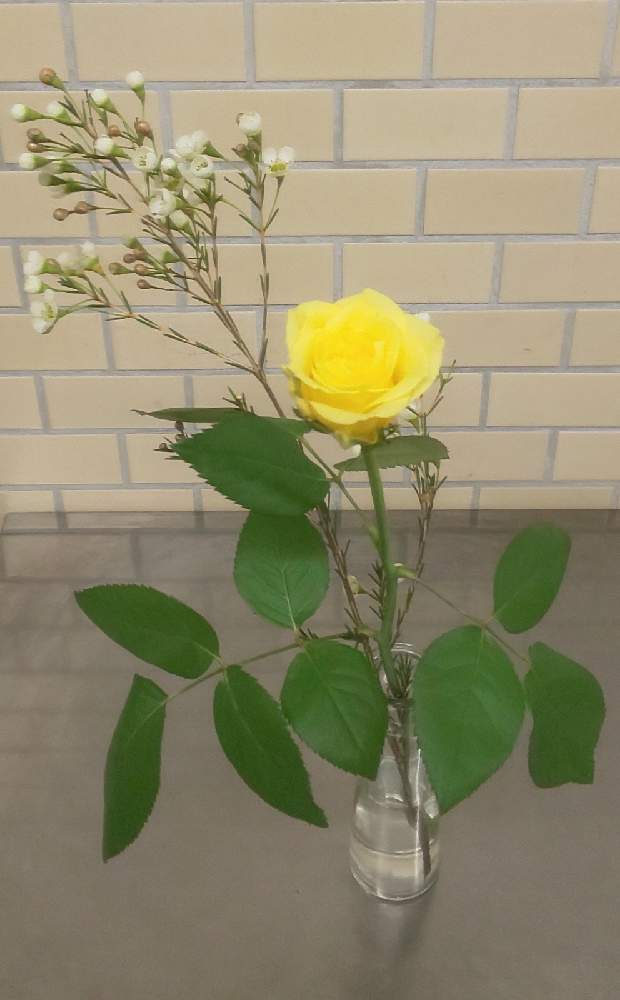 バラの投稿画像 By Y312fさん バラ ソラーレと花の日チームとハナノヒとフラワークとコロナに負けるな と一人一花運動 福岡市と日比谷花壇のサブスク 21月8月19日 Greensnap グリーンスナップ