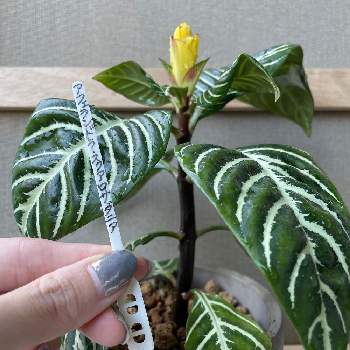 ダニア の投稿画像一覧 Greensnap グリーンスナップ