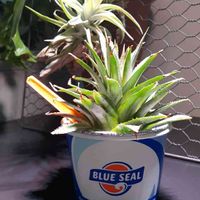 チランジア,パイナップル,再利用,リボベジ,再生栽培の画像