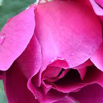 薔薇の蕾の投稿画像一覧 Greensnap グリーンスナップ