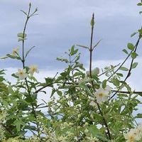 テイカカズラの育て方 植え付け時期は 毒を持っている Greensnap グリーンスナップ