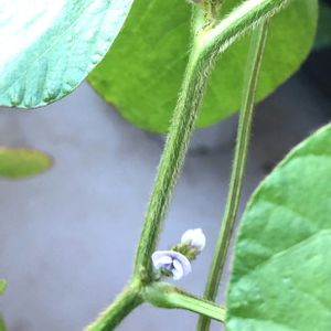 枝豆《丹波の黒豆》,種まきっ子,夏野菜,ベランダ菜園,プチ家庭菜園の画像