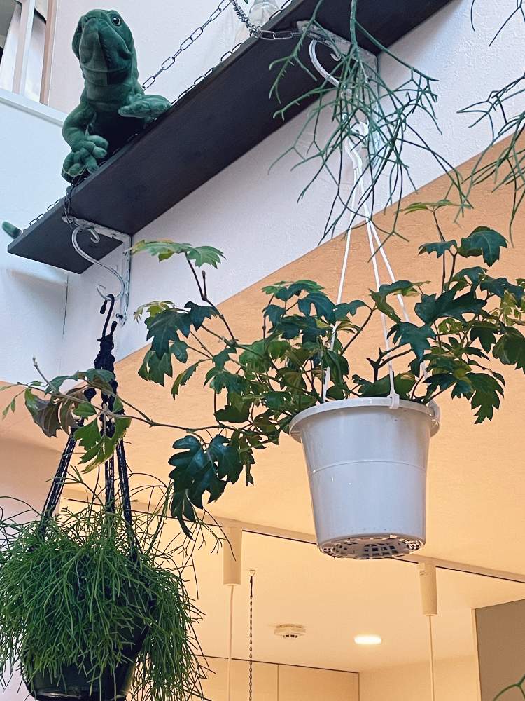 リプサリス カスッサの投稿画像 By うりりんさん エレンダニカとイグアナ君とインテリアとシッサス エレンダニカとハンギングと吊り下げ系植物と吊り下げ系とシッサス エレンダニカとハンギングと吊り下げ系植物と吊り下げ系 21月8月日 Greensnap グリーン