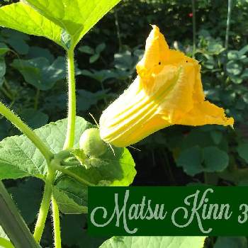 カボチャの花の画像 by マツキン333さん | 小さな庭とおうちde菜園と季節の花とおうち園芸と季節のお花と今日の花とカボチャの花と黄色いお花