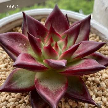 赤い多肉の投稿画像一覧 Greensnap グリーンスナップ