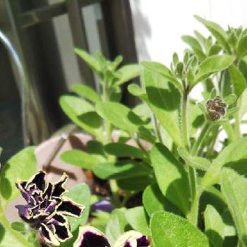 八重咲きペチュニア黒真珠の投稿画像一覧 Greensnap グリーンスナップ