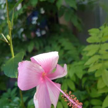 ハイビスカス ピンクバタフライの投稿画像一覧 Greensnap グリーンスナップ