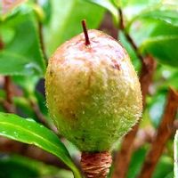 山茶花 サザンカ の育て方 挿し木や肥料やりの時期は 冬を乗り切るコツは Greensnap グリーンスナップ 山茶花 サザンカ の育て方 挿し木や肥料やりの時期は 冬を乗り切るコツは Greensnap グリーンスナップ