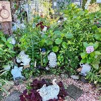 ヤブコウジ 十両 の育て方 植え替えや剪定時期は 花や実をつける方法は Greensnap グリーンスナップ ヤブコウジ 十両 の育て方 植え替えや剪定時期は 花や実をつける方法は Greensnap グリーンスナップ
