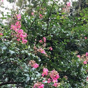 裏庭の百日紅の画像 by グリーンスムージーさん | ピンクのお花と裏庭の百日紅
