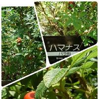 ハマナス 浜茄子 の育て方 植え付ける場所や植え替えの時期は Greensnap グリーンスナップ ハマナス 浜茄子 の育て方 植え付ける場所や植え替えの時期は Greensnap グリーンスナップ