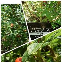 ハマナス 浜茄子 の育て方 植え付ける場所や植え替えの時期は Greensnap グリーンスナップ