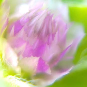 センニチコウ エレスチャルの画像 by *hiro*さん | センニチコウ エレスチャルとセンニチコウと花後も楽しむと種まきと♯種まきと種から育てると可愛い花とタネラーさん集合とおうち園芸とピンクチーム✨と大好きな花と花のある暮らし