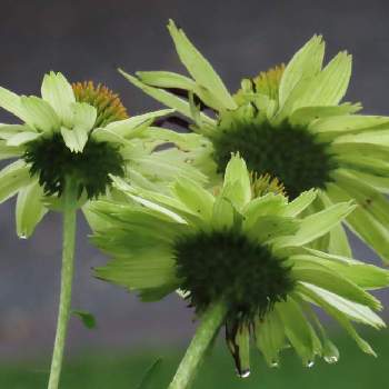 グリーンの花の投稿画像一覧 Greensnap グリーンスナップ