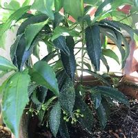 万両 マンリョウ の育て方 種まきや苗の植え替え時期 剪定方法は Greensnap グリーンスナップ 万両 マンリョウ の育て方 種まきや苗の植え替え時期 剪定方法は Greensnap グリーンスナップ