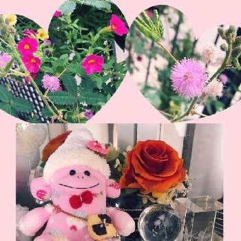 サントリー ミリオンベルの投稿画像一覧 Greensnap グリーンスナップ