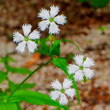 日本固有種の投稿画像一覧 Greensnap グリーンスナップ