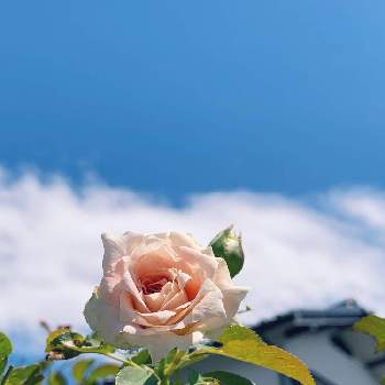 シーザーの画像 by buchiさん | 小さな庭とシーザーとバラとつるバラ...とお花を楽しむとピンクの花と夏の庭にてとかわいい♡とわれら17年組とGS映えといい感じ♪♪とGS日和と夏の花と今日の一枚と緑のある暮らしと今日のお庭と花のある暮らしとかわいいな♡