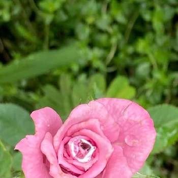 ピンクのミニバラの投稿画像一覧 Greensnap グリーンスナップ