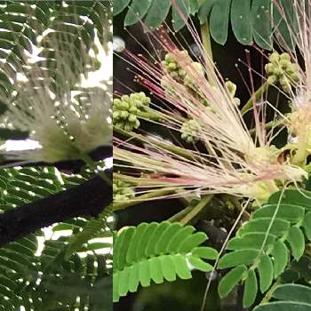 ねむの木の投稿画像一覧 Greensnap グリーンスナップ