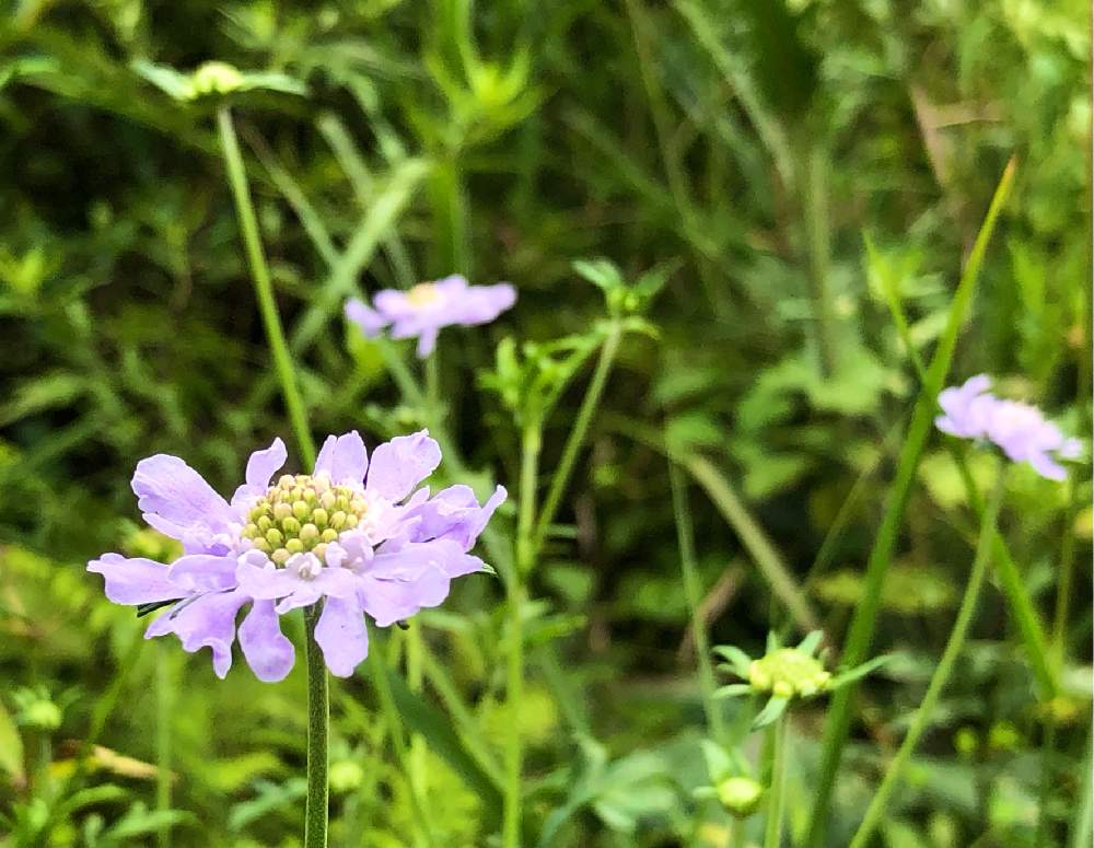 榛名湖畔 ２ マツムシソウと秋の草花 花散歩 6 Greensnap グリーンスナップ