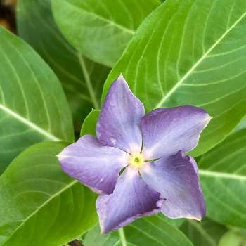 ニチニチソウ 爽夏 さわやか の投稿画像一覧 Greensnap グリーンスナップ