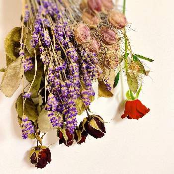 バラ サムライ08の投稿画像一覧 Greensnap グリーンスナップ