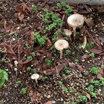 白いキノコの投稿画像一覧 Greensnap グリーンスナップ