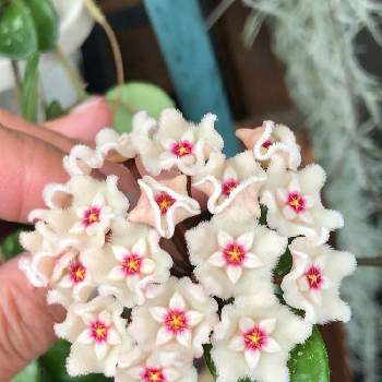 ホヤ マチルダの投稿画像一覧 Greensnap グリーンスナップ ホヤ マチルダの投稿画像一覧 Greensnap グリーンスナップ