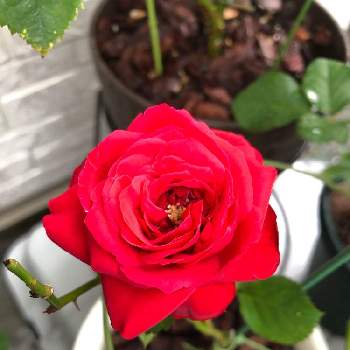 可愛いバラの投稿画像一覧 Greensnap グリーンスナップ